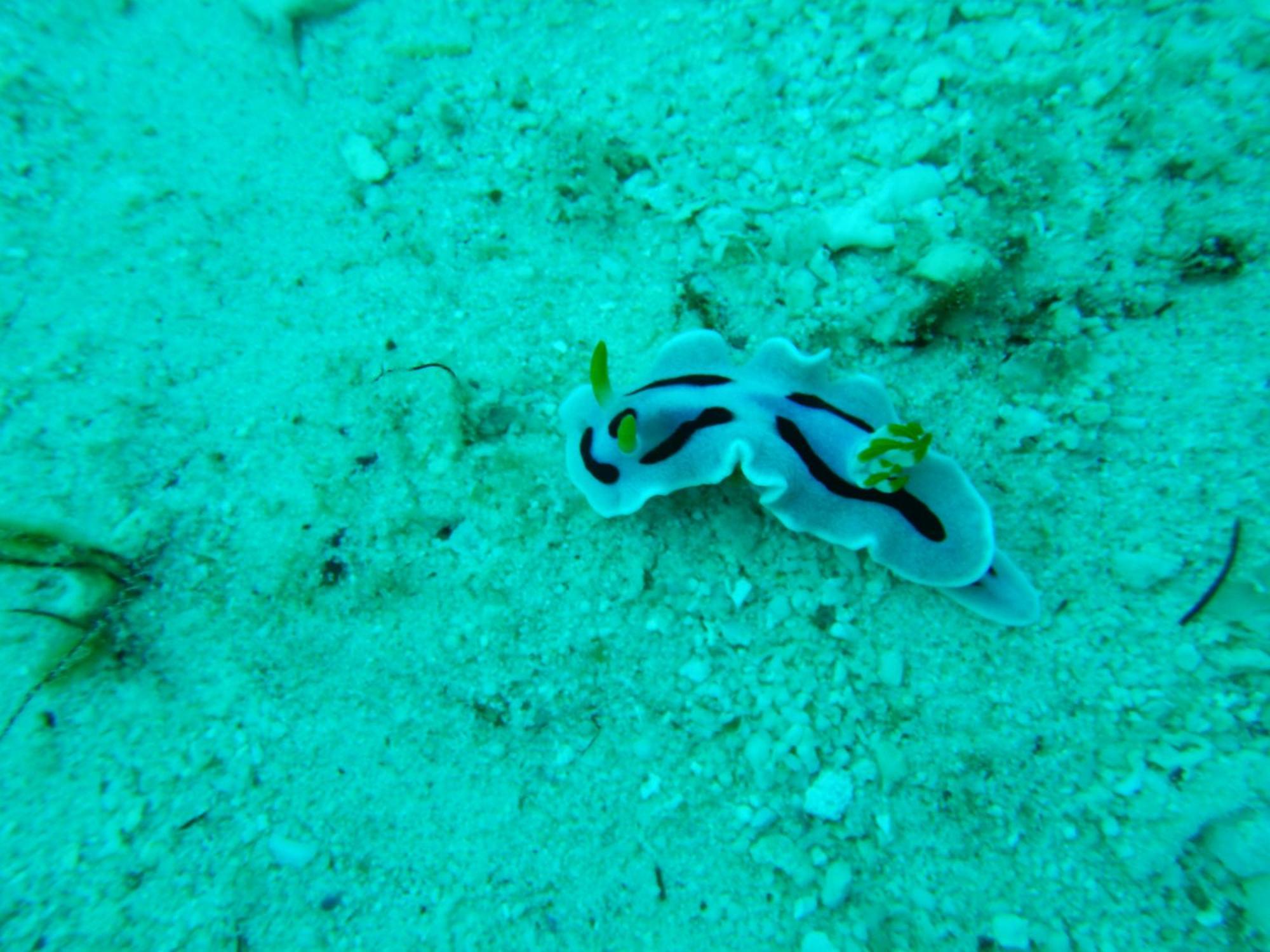 Raja Ampat Blue Sea Villa Besir ภายนอก รูปภาพ