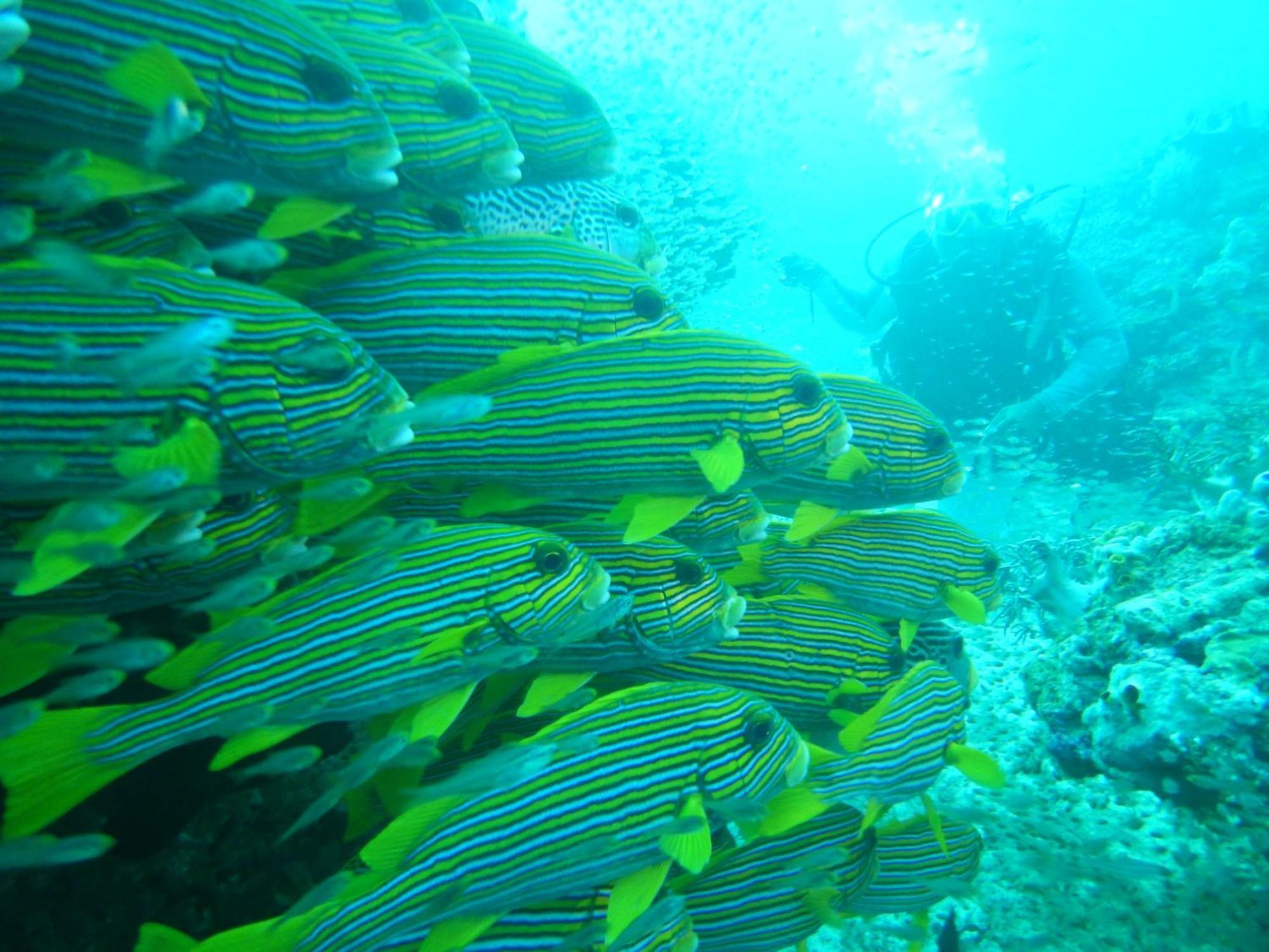 Raja Ampat Blue Sea Villa Besir ภายนอก รูปภาพ