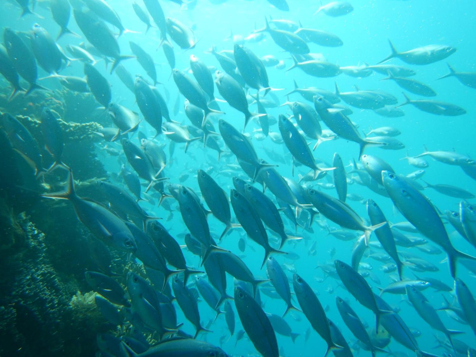 Raja Ampat Blue Sea Villa Besir ภายนอก รูปภาพ