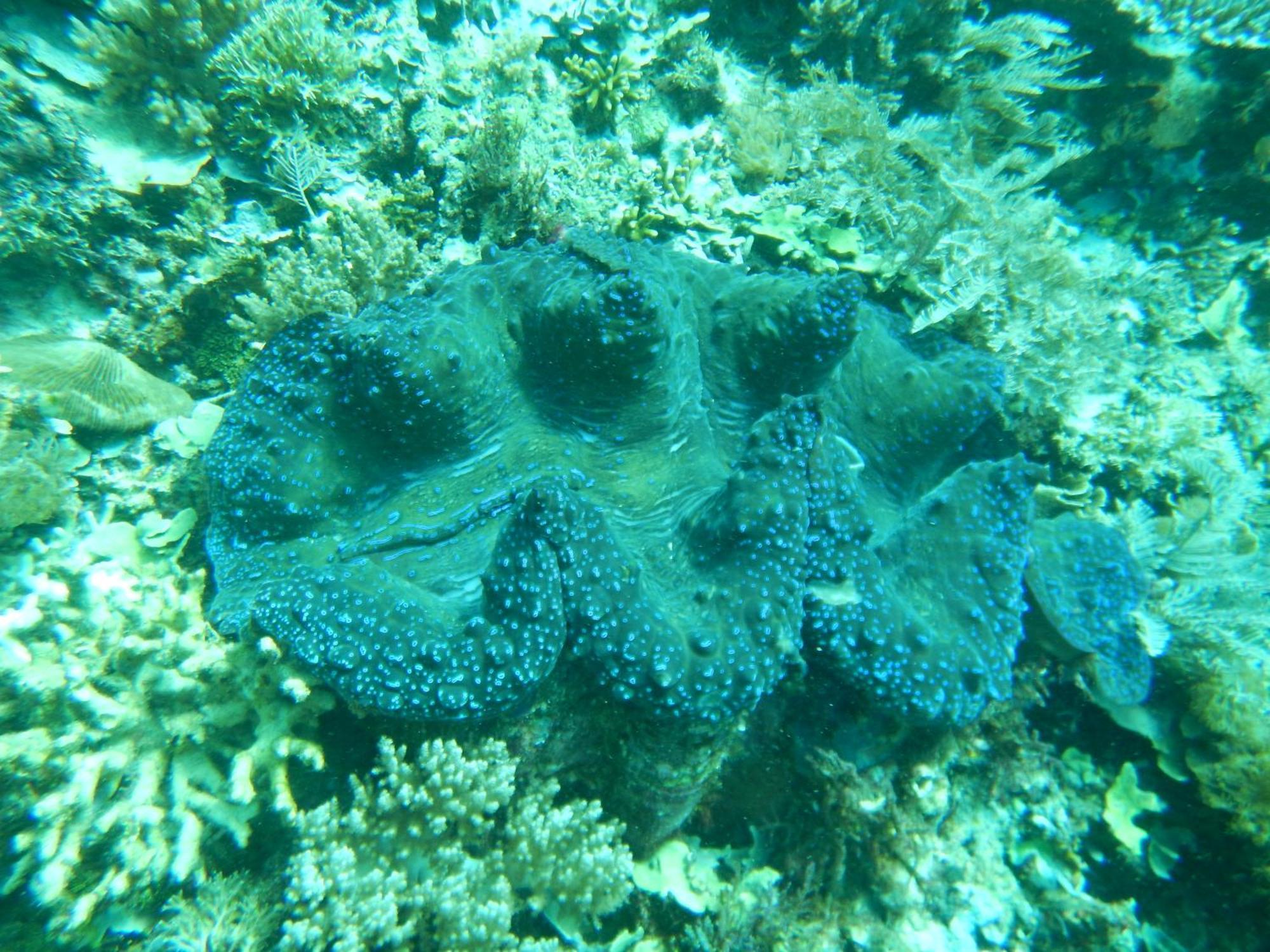 Raja Ampat Blue Sea Villa Besir ภายนอก รูปภาพ