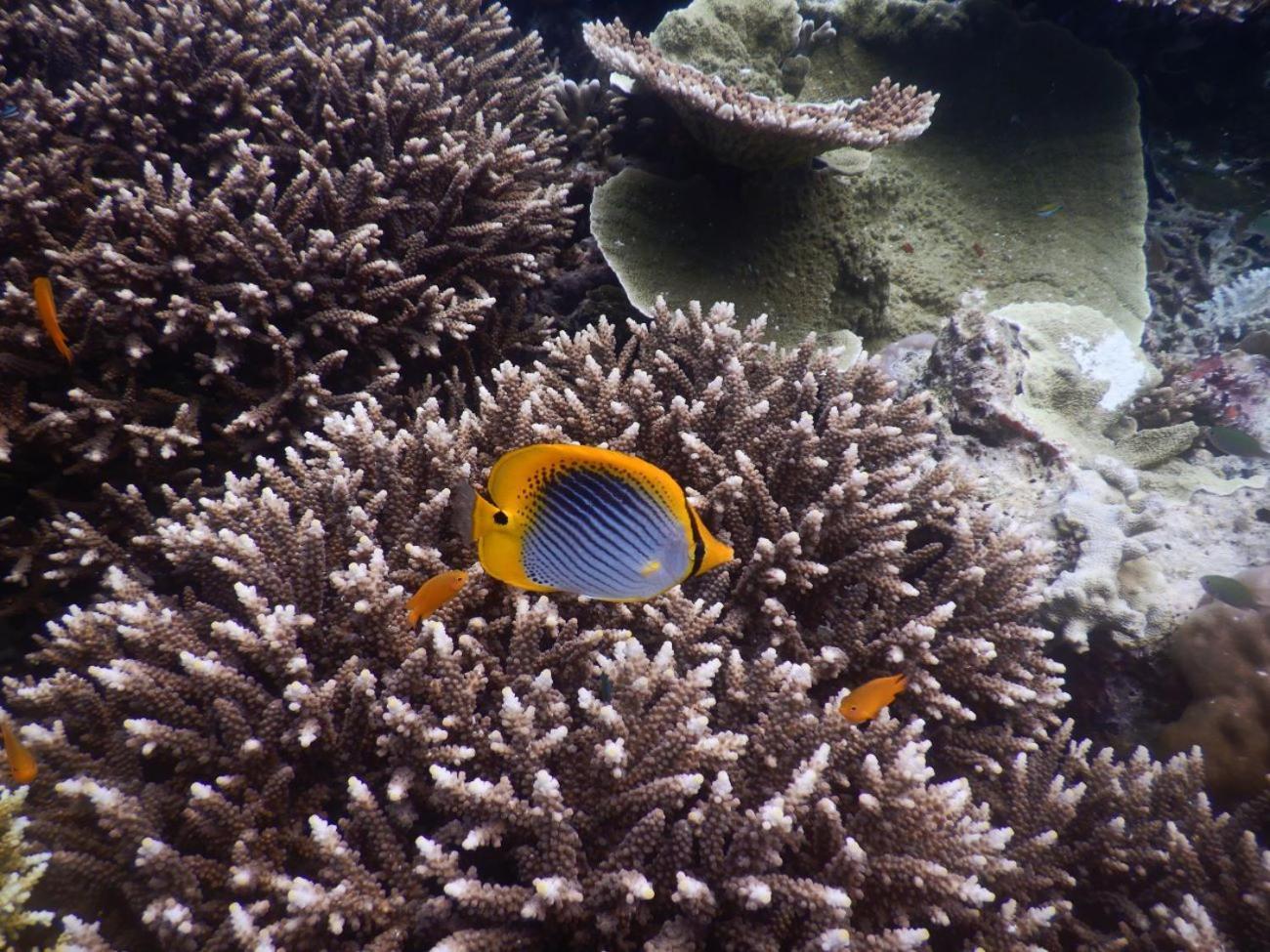 Raja Ampat Blue Sea Villa Besir ภายนอก รูปภาพ