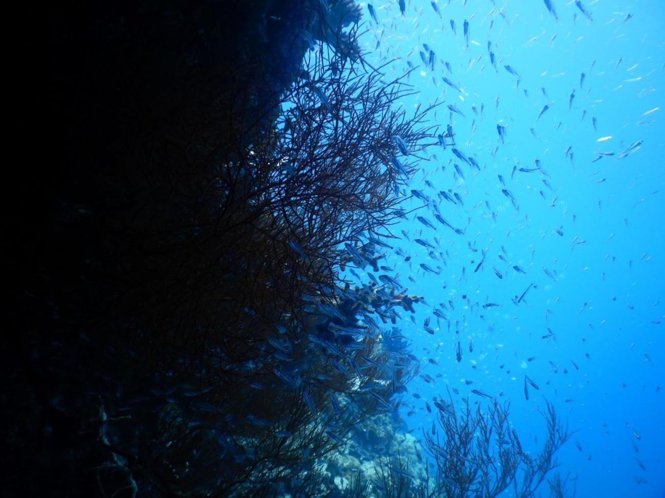 Raja Ampat Blue Sea Villa Besir ภายนอก รูปภาพ