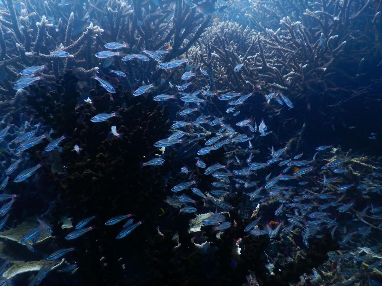 Raja Ampat Blue Sea Villa Besir ภายนอก รูปภาพ